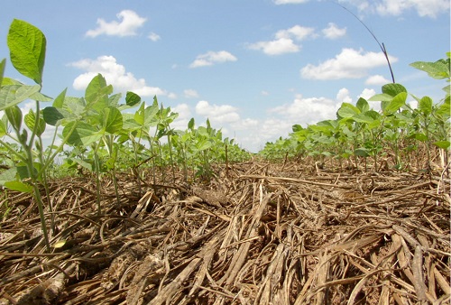 Using Cover Crops