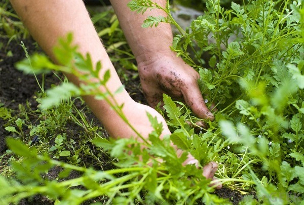 Garden Weeds: How To Use A Tiller To Remove Them | TopTillers.com